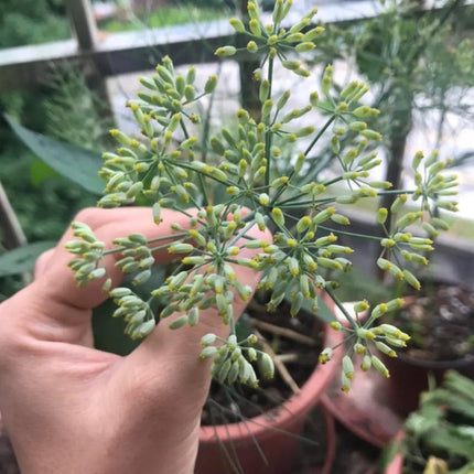 Bupleurum chinense 'Chinese Thoroughwax' Medicinal Seeds