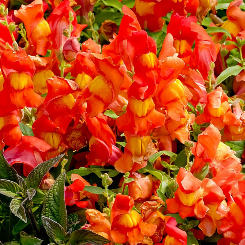 Antirrhinum Majus 'Orange' Vibrant Snapdragon Seeds