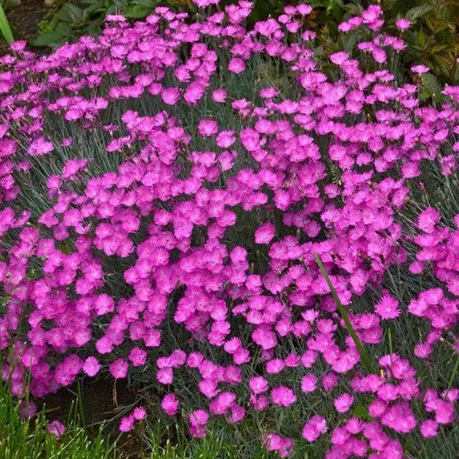 Armeria Maritima 'Pink' Sea Thrift Seeds