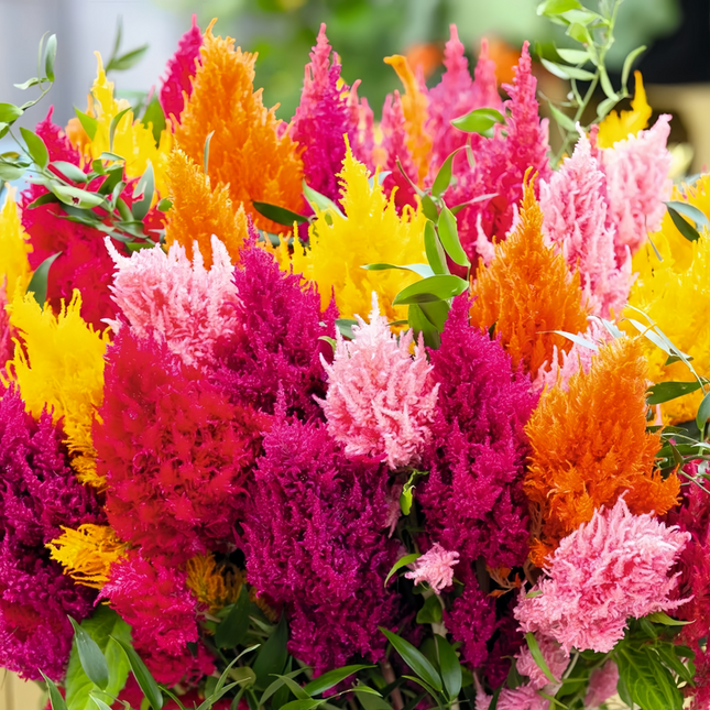 Celosia Cristata 'Mix' Premium Seeds