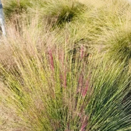 Achnatherum Splendens 'Premium' Ornamental Grass Seeds