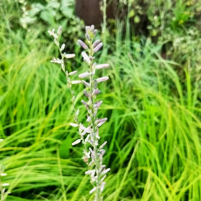 Anemarrhena asphodeloides 'Zhimu' Medicinal Root Seeds