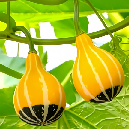 Cucurbita moschata 'Pear-Shaped Mix' Winter Squash Seeds