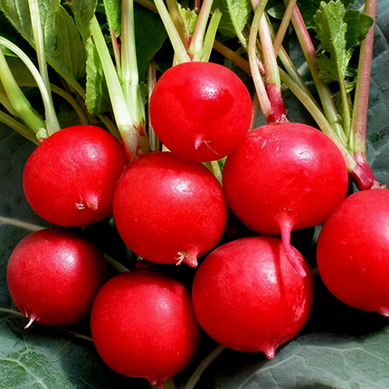 Raphanus sativus 'Red Radish' Root Vegetable Seeds