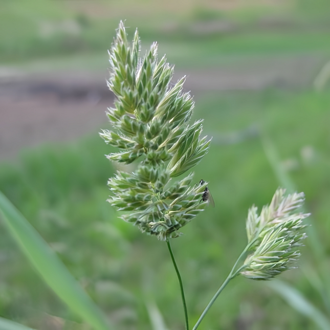 Dactylis glomerata 'Orchard Grass' Hay Pasture Seeds