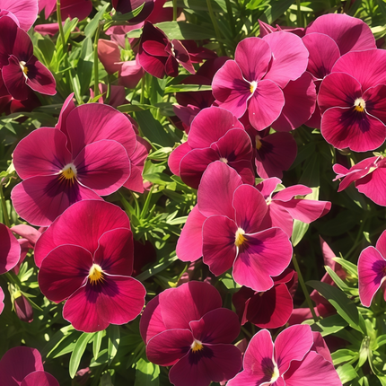 Viola Cornuta 'Rose Red' Tufted Pansy Seeds