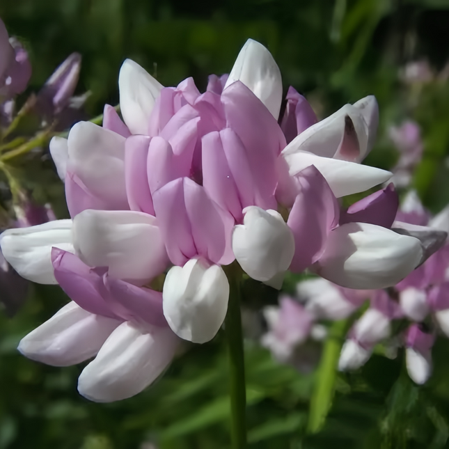 Securigera varia 'Crown Vetch' Erosion Control Seeds