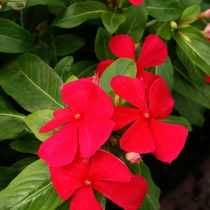 Catharanthus Roseus 'Red' Bright Vinca Seeds