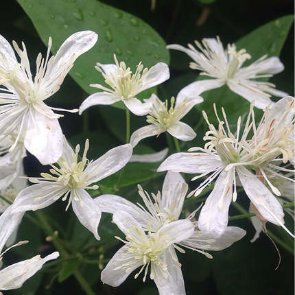 Clematis chinensis ‘Chinese Clematis’ Climbing Vine Botanical Seeds