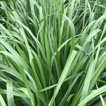 Lolium multiflorum 'Annual Ryegrass' Cover Crop Seeds