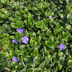 Collection image for: Flowes