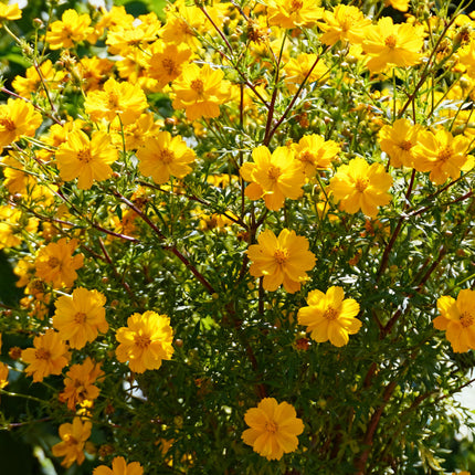 Bidens Ferulifolia 'Yellow' Golden Bloom Seeds