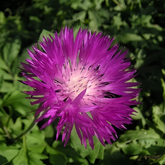 Wine-Red Cornflower Seeds - Centaurea Cyanus