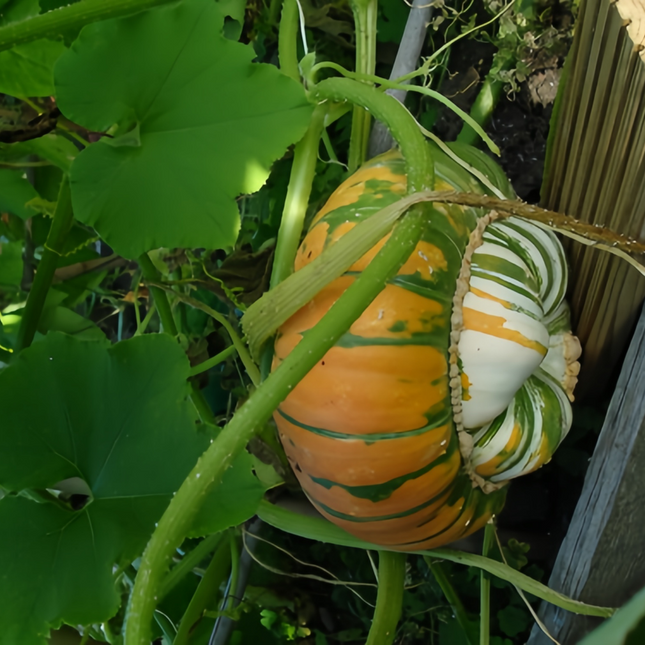Cucurbita moschata 'Cense Orange' Heirloom Squash Seeds
