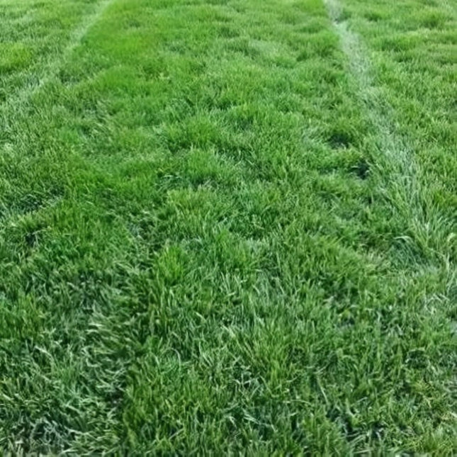 Festuca arundinacea 'Athena II' Tall Fescue Turf Seeds