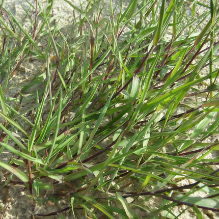 Agrostis stolonifera 'Penn A-1' Creeping Bentgrass Turf Seeds