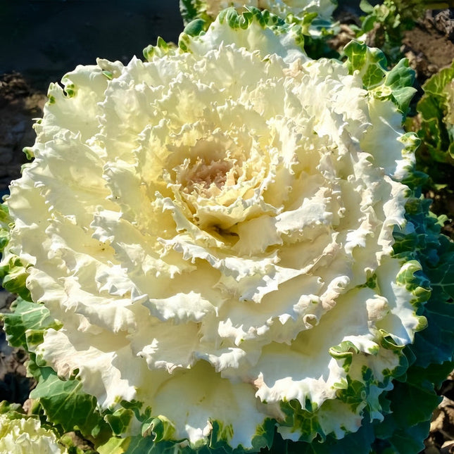 Brassica Oleracea 'White' Decorative Kale Seeds