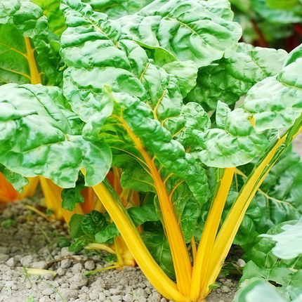 Beta vulgaris subsp. vulgaris 'Green Leaf Yellow Vein' Chard Seeds