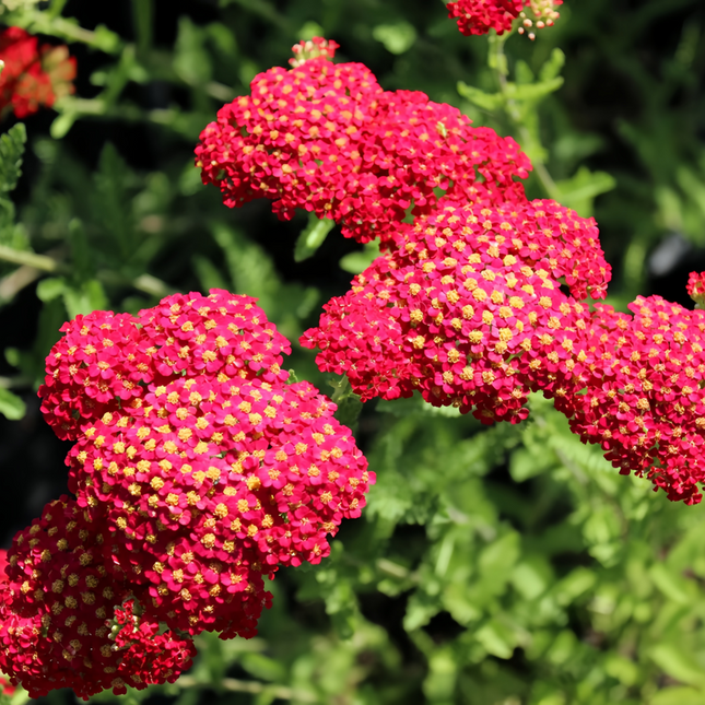 Achillea Millefolium 'Red' Yarrow Flower Seeds