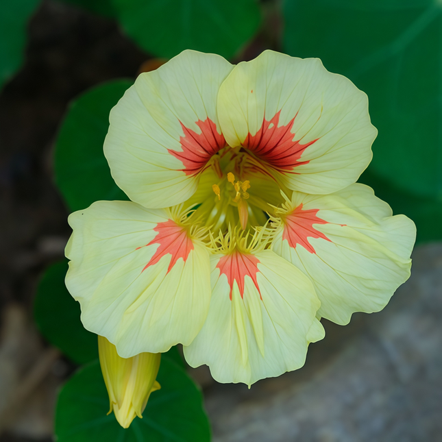 Tropaeolum Majus 'Yellow Red Stripes' Bicolor Seeds