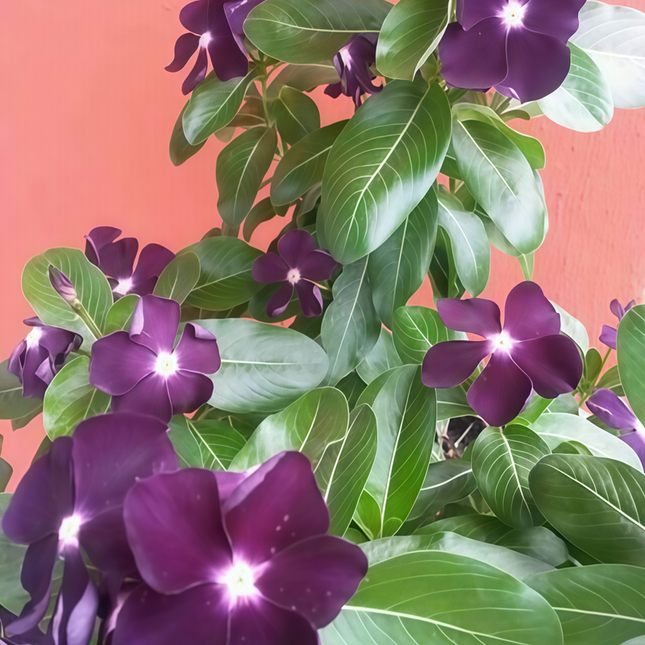 Catharanthus Roseus 'Black' Dark Center Vinca Seeds