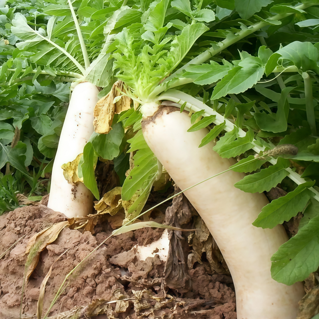 Raphanus sativus 'White' Round Radish Seeds