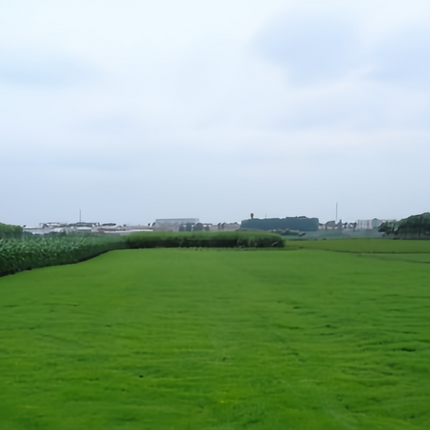 Lolium perenne 'Nuglade' Perennial Ryegrass Turf Seeds