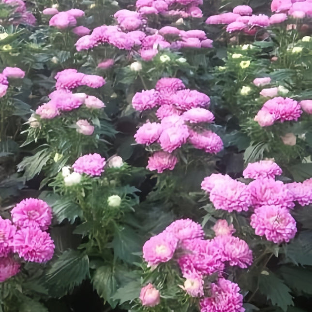 Soft Pink Aster Seeds —Callistephus Chinensis