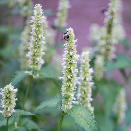 Agastache Rugosa 'White' Anise Hyssop Seeds