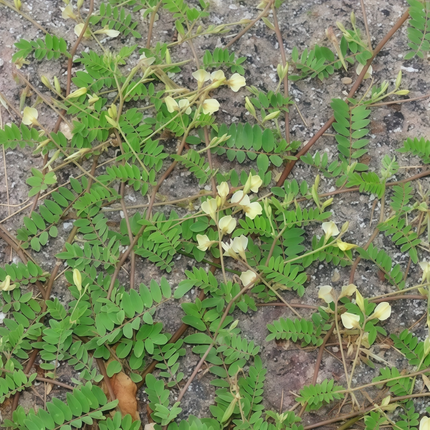 Astragalus complanatus ‘Milkvetch’ Legume Botanical Seeds