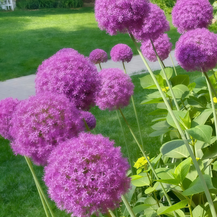Allium Schoenoprasum 'Purplish Red' Ornamental Chives Seeds