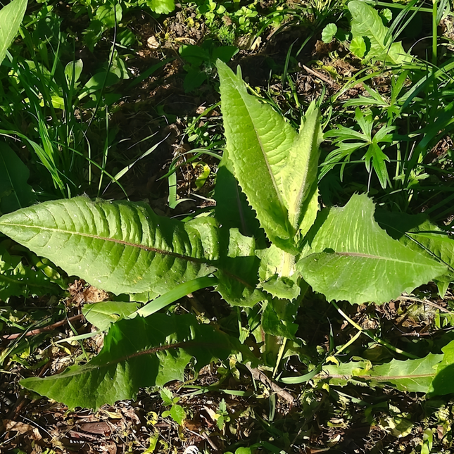 Cichorium intybus 'Chicory' Forage & Herbal Seeds