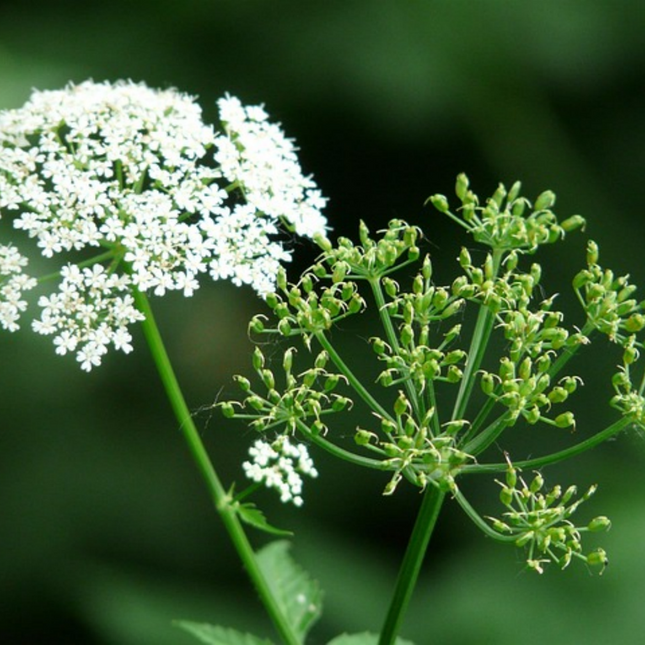 Saposhnikovia divaricata 'Fang Feng' Medicinal Root Seeds