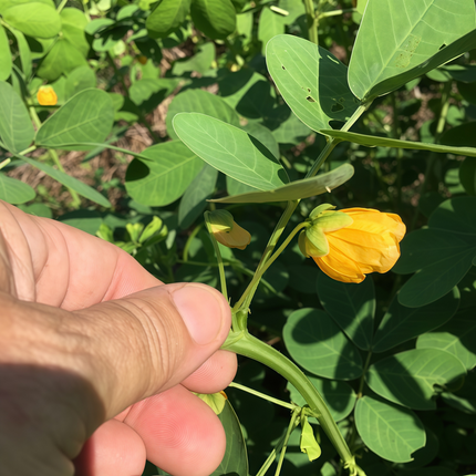 Thermopsis lanceolata ‘Golden Banner’ Wild Perennial Legume Seeds