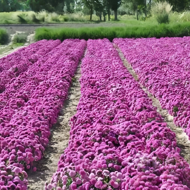 Rosy Aster Seeds—Callistephus Chinensis