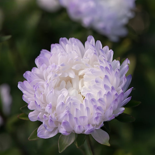 Light Purple Aster Seeds — Callistephus Chinensis