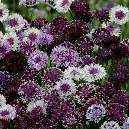 Deep Purple Cornflower Seeds -Centaurea Cyanus