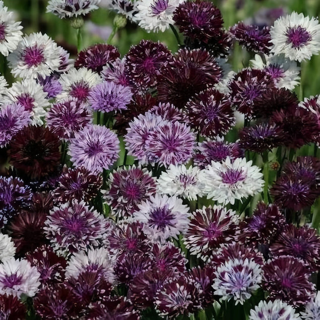 Deep Purple Cornflower Seeds -Centaurea Cyanus