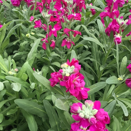 Matthiola Incana 'Red' Stock Flowers Seeds