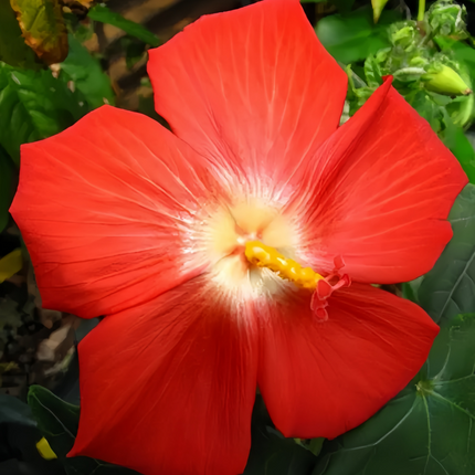 Abelmoschus Moschatus 'Red' Musk Mallow Seeds