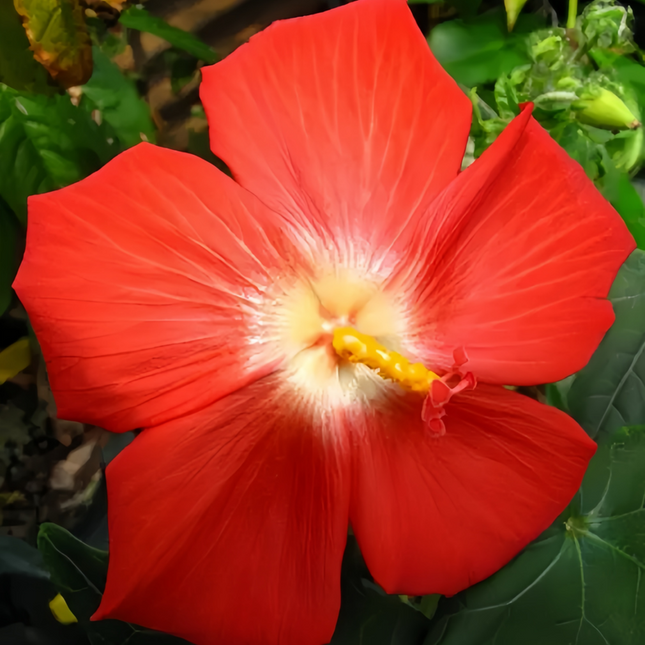 Abelmoschus Moschatus 'Red' Musk Mallow Seeds
