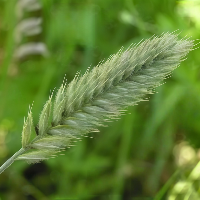 Agropyron cristatum 'Crested WG' Wheatgrass Forage Seeds