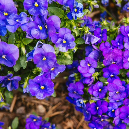 Viola Cornuta 'Blue' Classic Blue Pansy Seeds