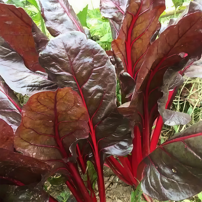 Beta vulgaris subsp. vulgaris 'Red Leaf Red Vein' Chard Seeds