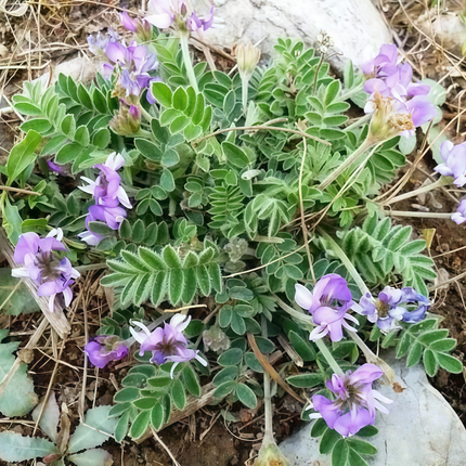 Gueldenstaedtia verna ‘Manyflower’ Spring Ground Cover Seeds