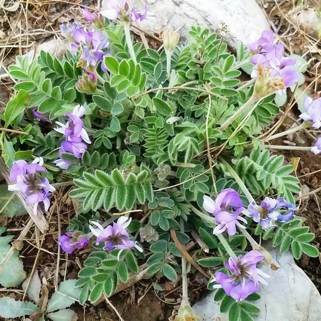 Gueldenstaedtia verna ‘Manyflower’ Spring Ground Cover Seeds