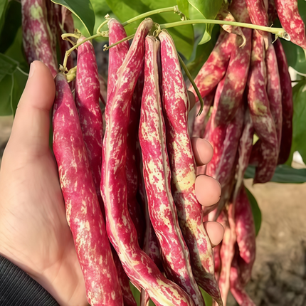Vigna unguiculata 'Thai Yardlong Bean' Seeds