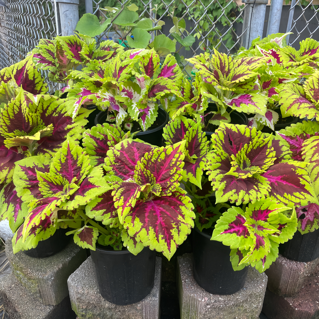 Coleus Scutellarioides 'Rainbow' Mixed Seeds