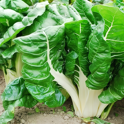 Beta vulgaris subsp. vulgaris 'Green Leaf White Vein' Chard Seeds
