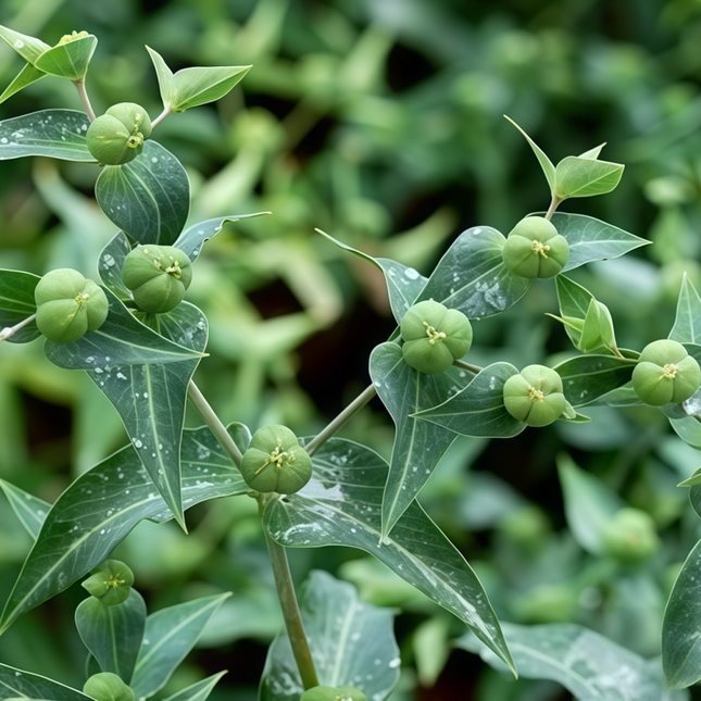 Euphorbia lathyris ‘Caper Spurge’ Mole Plant & Cautionary Seeds